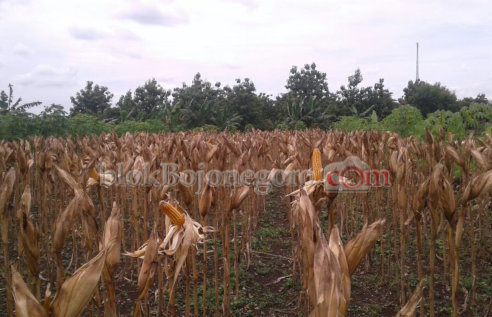 Panen Raya, Harga Jagung Turun